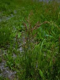 Rumex acetosella - Michigan Flora