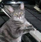 Výsledek obrázku pro Nora The Piano Cat