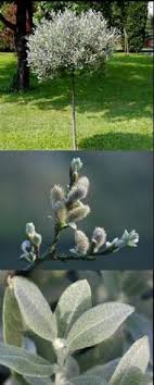 Helvetica Willow (Salix helvetica) | Trädgård, Hus