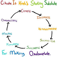 Image result for krebs cycle