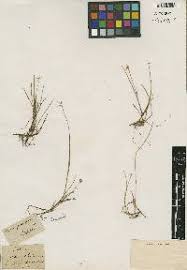 Carex parviflora - SEINet Portal Network