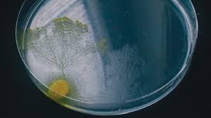 How brainless slime molds redefine intelligence | Nature