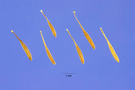 Plants Profile for Crepis setosa (bristly hawksbeard)
