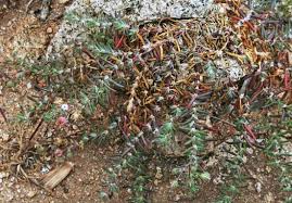 Spergularia macrorhiza, flora di Sardegna