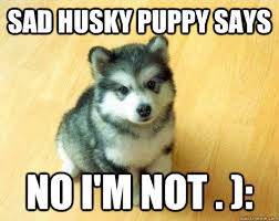 Sad Husky Puppy Says No I&#39;m Not . ): - Baby Courage Wolf - quickmeme via Relatably.com