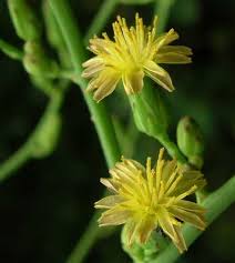 Lactuca serriola - Online Virtual Flora of Wisconsin