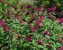 Butterfly bush shrub