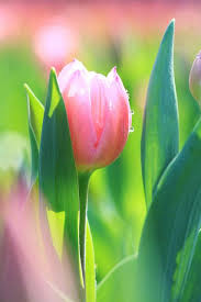 Resultado de imagen de tulipan