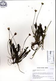 Leontodon taraxacoides subsp. taraxacoides - SEINet Portal Network