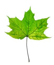 Hasil carian imej untuk beautiful leaf images