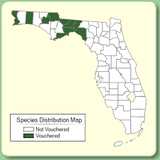 Trifolium vesiculosum - Species Page - ISB: Atlas of Florida Plants
