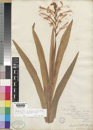 Chasmanthe aethiopica (L.) N.E.Br. | Plants of the World Online ...
