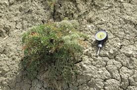 A sample of Cardopatum corymbosum growing on a slope. Note the ...