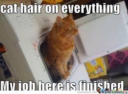 Cat Kitty Lolcat Dryer Memes. Best Collection of Funny Cat Kitty ... via Relatably.com