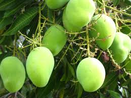 mango tree ile ilgili görsel sonucu