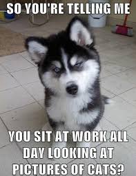 dogs #animals #pets #puppies #funny | Dog Memes | Pinterest | Dogs ... via Relatably.com