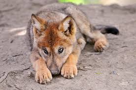 Image result for red wolf pup