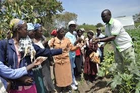 Importance of AGRICULTURE T0 KENYA'S ECONOMY