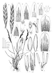 Puccinellia convoluta. A-habit; B-spikelets; C-flowers; D-lower ...