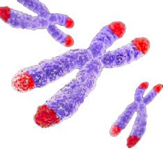 Image result for Telomeres/pics