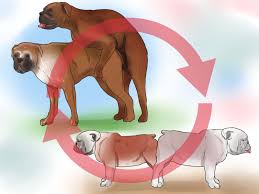 Image result for dicks withs dawgs, dates