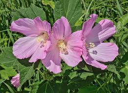 Hibiscus moscheutos - Wikipedia
