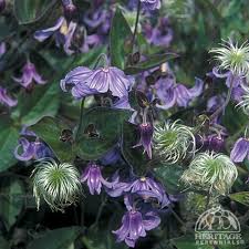 Plant Profile for Clematis integrifolia - Solitary Clematis Perennial