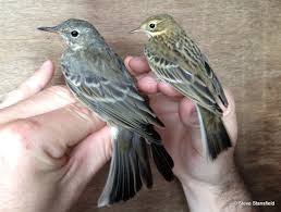 Image result for pipits