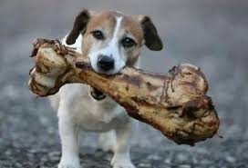 Resultado de imagen para cuantos huesos tienen los perros