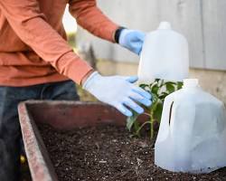 Frost protection for plants