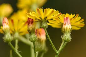 Crepis L. | Plants of the World Online | Kew Science