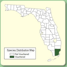 Trigonella caerulea - Species Page - ISB: Atlas of Florida Plants