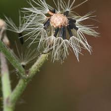 Hieracium praealtum (tall hawkweed): Go Botany