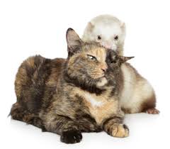 Image result for ferrets & cats pictures