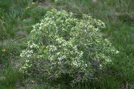 Daphne alpina subsp. scopoliana Urbani