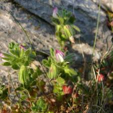 Ononis reclinata | Online Atlas of the British and Irish Flora
