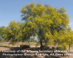 Palo verde tree, state tree of Arizona