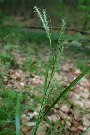 Carex strigosa - Wikipedia