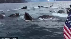 Image result for whale eating fish in seas