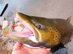 Stickbaits for Trout: Match Your Lure to the Size of Your River Field