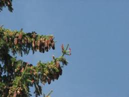 Factsheet for [Adenostyles glabra] subalpine spruce forests - EUNIS