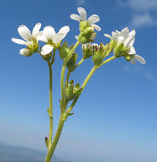 Saxifraga carpetana subsp. graeca (Boiss. & Heldr.) D.A. Webb
