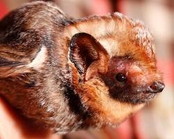 Hoary bat animal