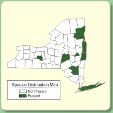 Silene dioica - Species Page - NYFA: New York Flora Atlas