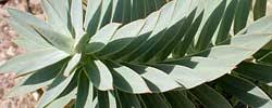 Euphorbia bivonae or Euphorbia fruticosa | Care and Growing
