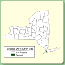 Hypericum humifusum - Species Page - NYFA: New York Flora Atlas