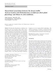 (PDF) Mycorrhizal association between the desert truffle Terfezia ...