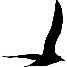 Resultado de imagen de gaviota negra