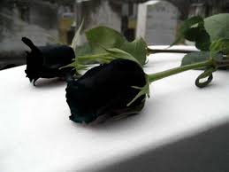 Image result for mawar biru rapuh