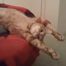 Image result for cats in recliners